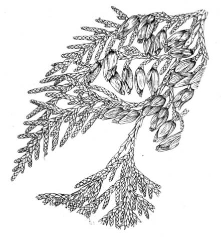 White Cedar Or Arborvitae Coloring Page